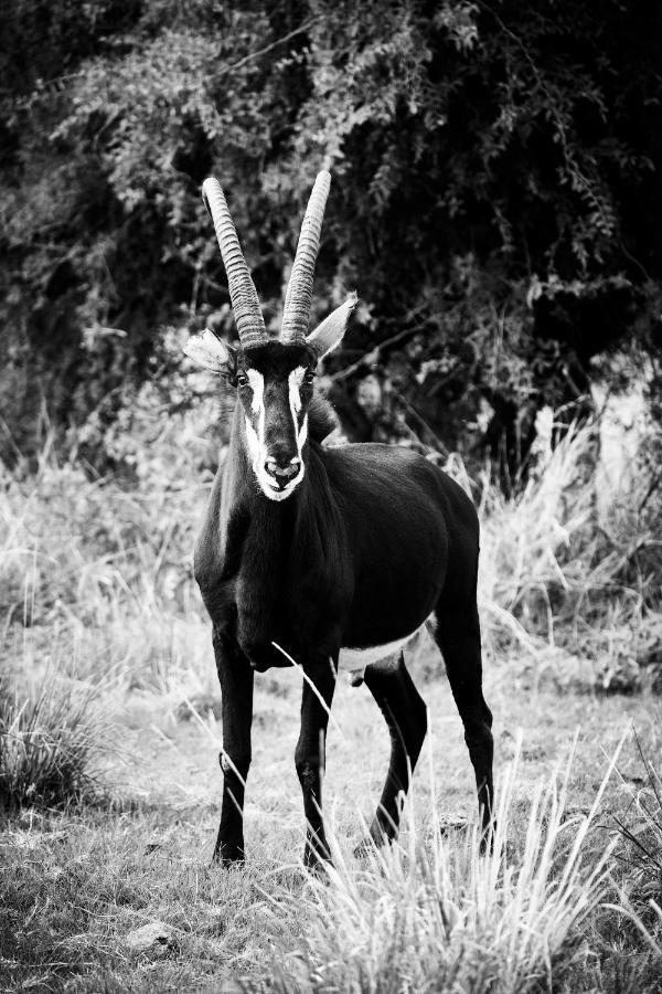 Letamo At Qwabi Private Game Reserve By Newmark Bela-Bela Exterior photo