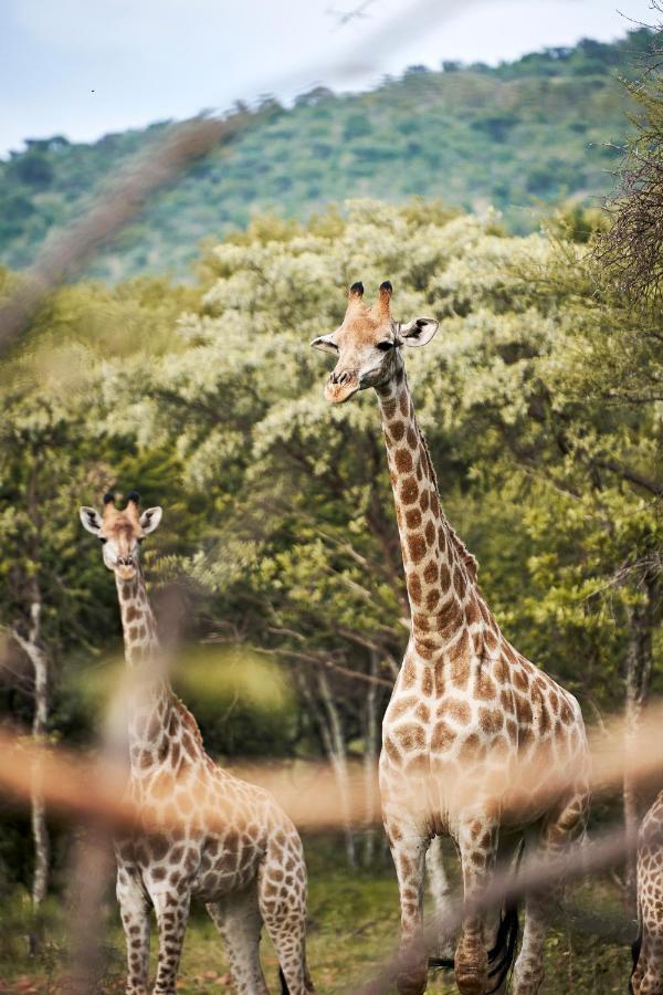 Letamo At Qwabi Private Game Reserve By Newmark Bela-Bela Exterior photo