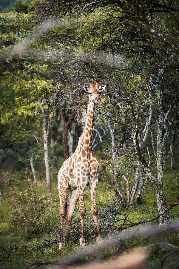Letamo At Qwabi Private Game Reserve By Newmark Bela-Bela Exterior photo